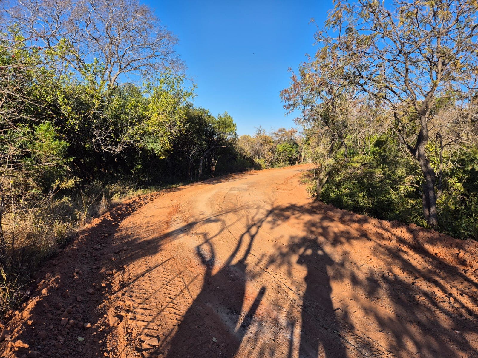 A sunny road winding through the lush farm landscape.
